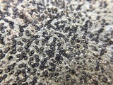 Porpidia albocaerulescens var. albocaerulescens image