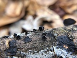 Resupinatus applicatus image