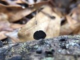 Resupinatus applicatus image