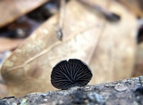 Resupinatus applicatus image