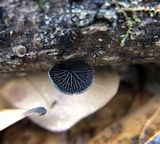 Resupinatus applicatus image