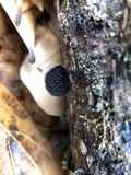 Resupinatus applicatus image