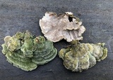 Trametes hirsuta image