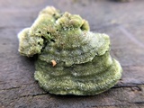 Trametes hirsuta image