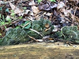 Trametes hirsuta image