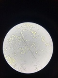 Nitschkia broomeana image