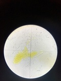Nitschkia broomeana image