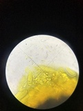 Nitschkia broomeana image