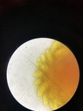 Nitschkia broomeana image