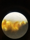 Nitschkia broomeana image
