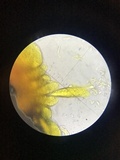 Nitschkia broomeana image