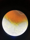 Nitschkia broomeana image