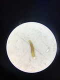 Nitschkia broomeana image