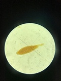 Nitschkia broomeana image