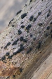 Nitschkia broomeana image