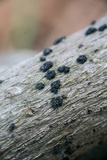 Nitschkia broomeana image