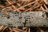Nitschkia broomeana image