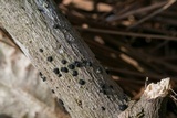 Nitschkia broomeana image