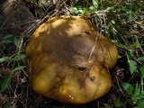 Phlebopus sudanicus image