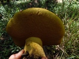 Phlebopus sudanicus image