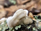 Merulius tremellosus image