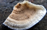 Merulius tremellosus image