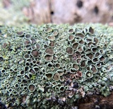 Physcia pumilior image