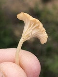 Contumyces rosellus image