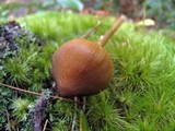 Entoloma luteum image