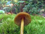 Entoloma luteum image