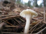Hygrocybe russocoriacea image