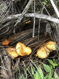 Gymnopilus lepidotus image