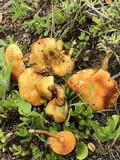 Gymnopilus lepidotus image