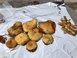 Gymnopilus lepidotus image
