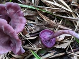 Laccaria amethystina image