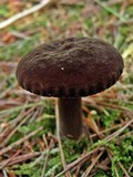 Lactarius lignyotus image