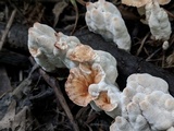 Abortiporus biennis image