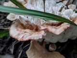 Abortiporus biennis image