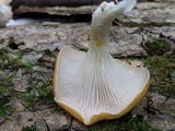 Pleurotus citrinopileatus image