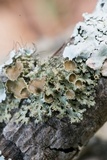 Tuckermanella fendleri image