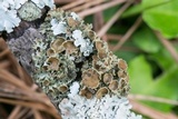 Tuckermanella fendleri image