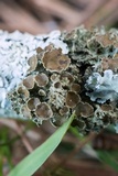 Tuckermanella fendleri image