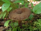 Lactarius lignyotus image