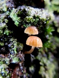 Mycena corticola image