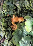 Mycena corticola image