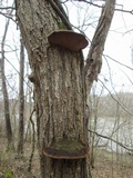 Phellinus robiniae image