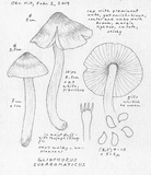 Hygrophorus subaromaticus image