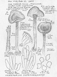Inocephalus cystomarginatus image
