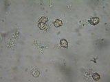 Inocephalus cystomarginatus image