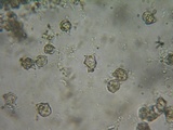 Inocephalus cystomarginatus image